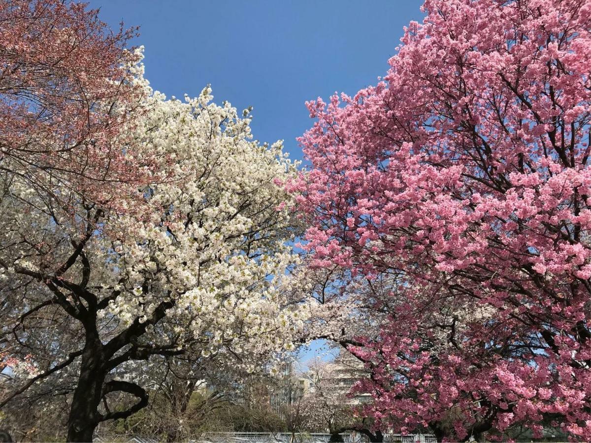 Sakura Cross Hotel Ueno Okachimachi โตเกียว ภายนอก รูปภาพ